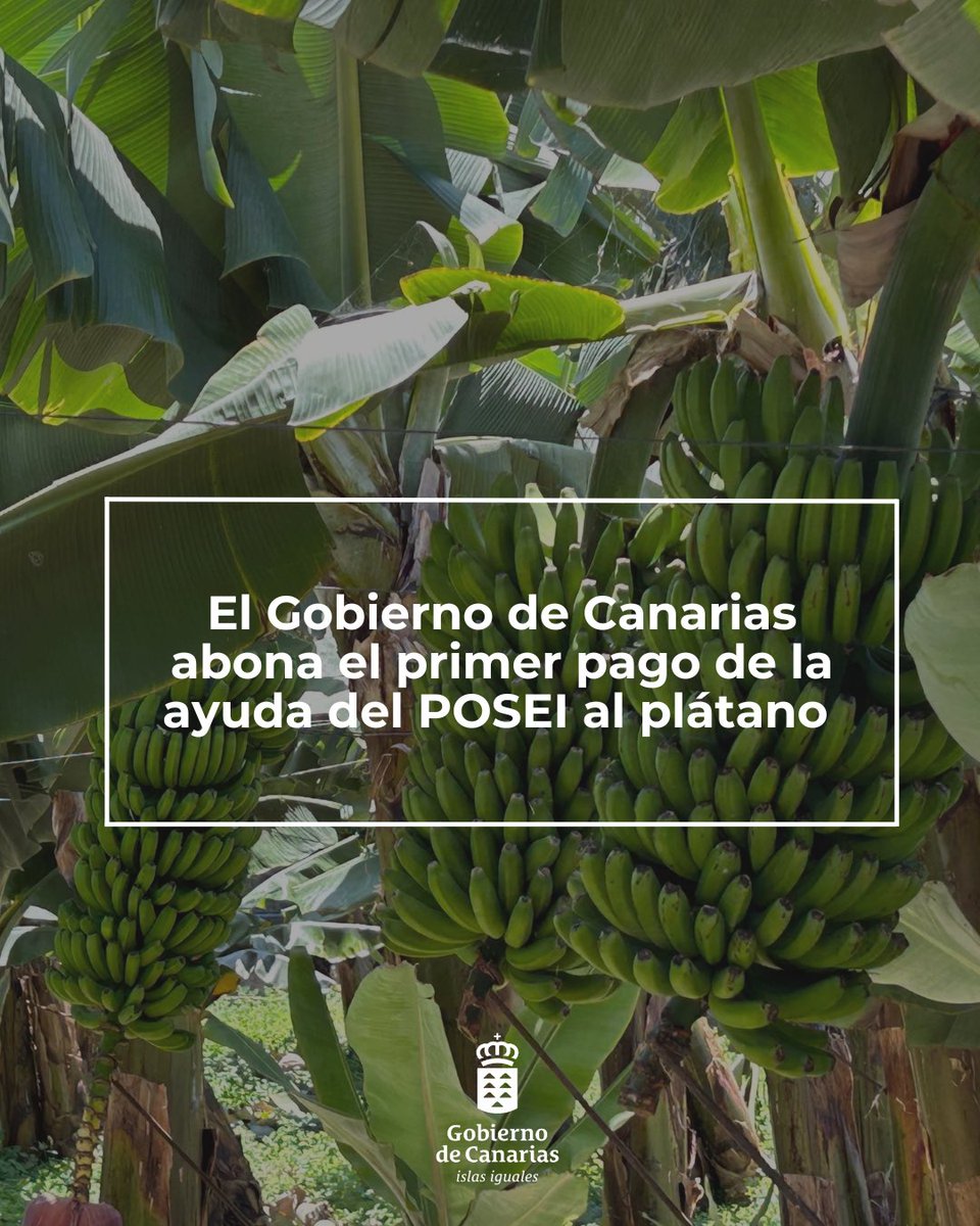 🆕 El Gobierno de Canarias abona el primer pago de la ayuda del POSEI al plátano

7.103 peticionarios de 6 OPP se acogen a esta línea de apoyo a las producciones con IGP, que contempla una cuantía total de 141,1 M€ para la campaña 2025

www3.gobiernodecanarias.org/noticias/el-go…