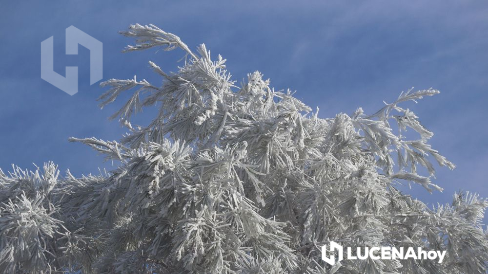 GALERÍA | Una ligera nevada inaugura el invierno en las cumbres más altas de la Subbética. Álbum completo en este enlace: lucenahoy.com/galeria-ligera…