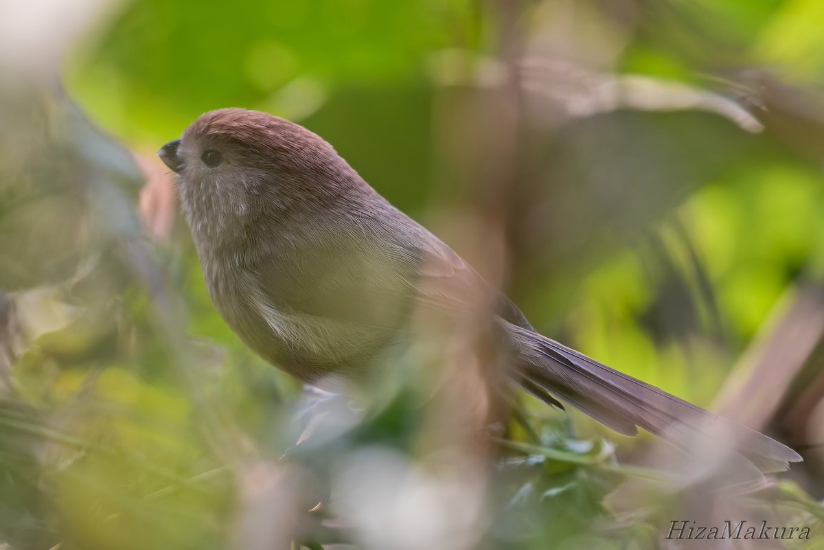 tongtonglover9's tweet image. ＃ダルマエナガ　＃D750