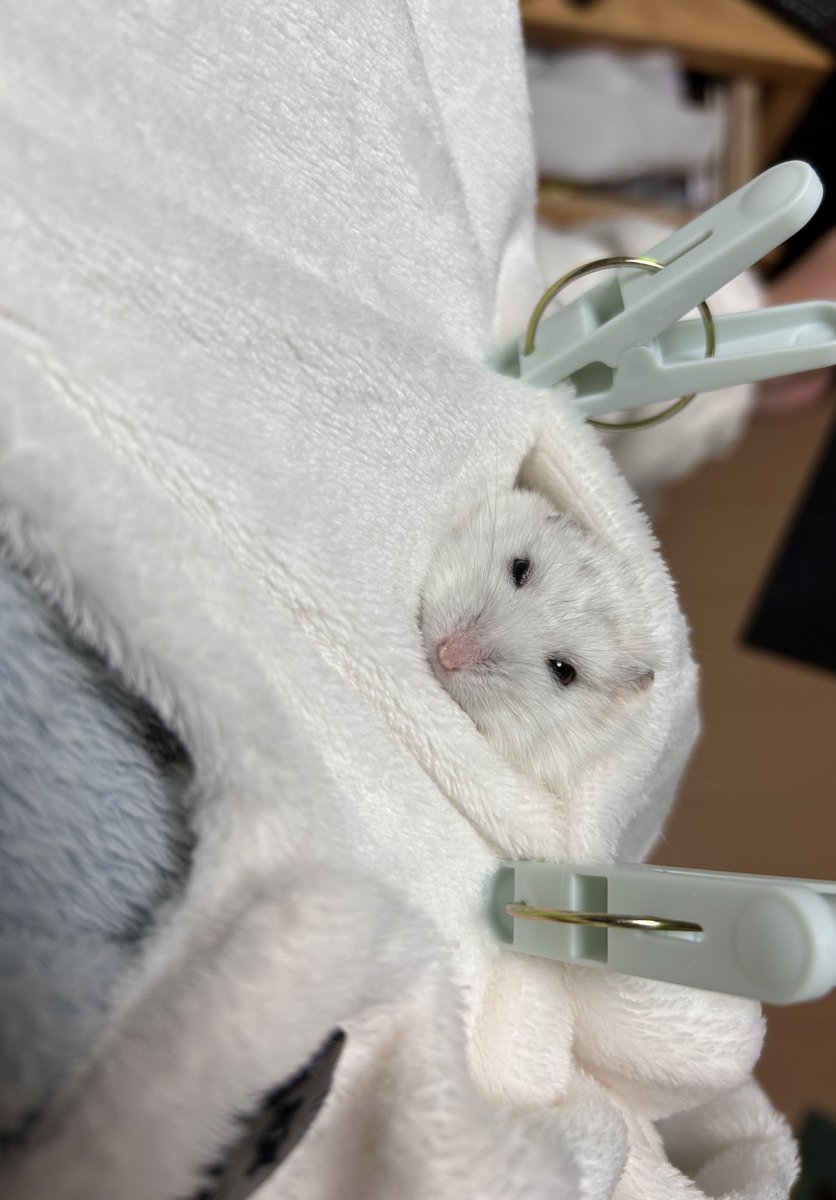 kedamaunchimaru's tweet photo. こっち見てる https://t.co/qEy35cMpNF