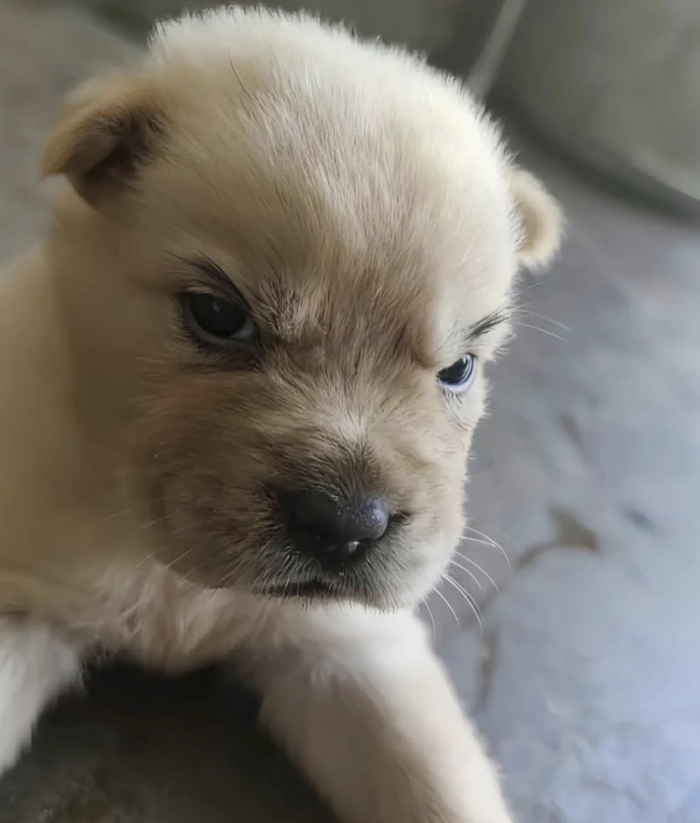 puppies_video's tweet image. 