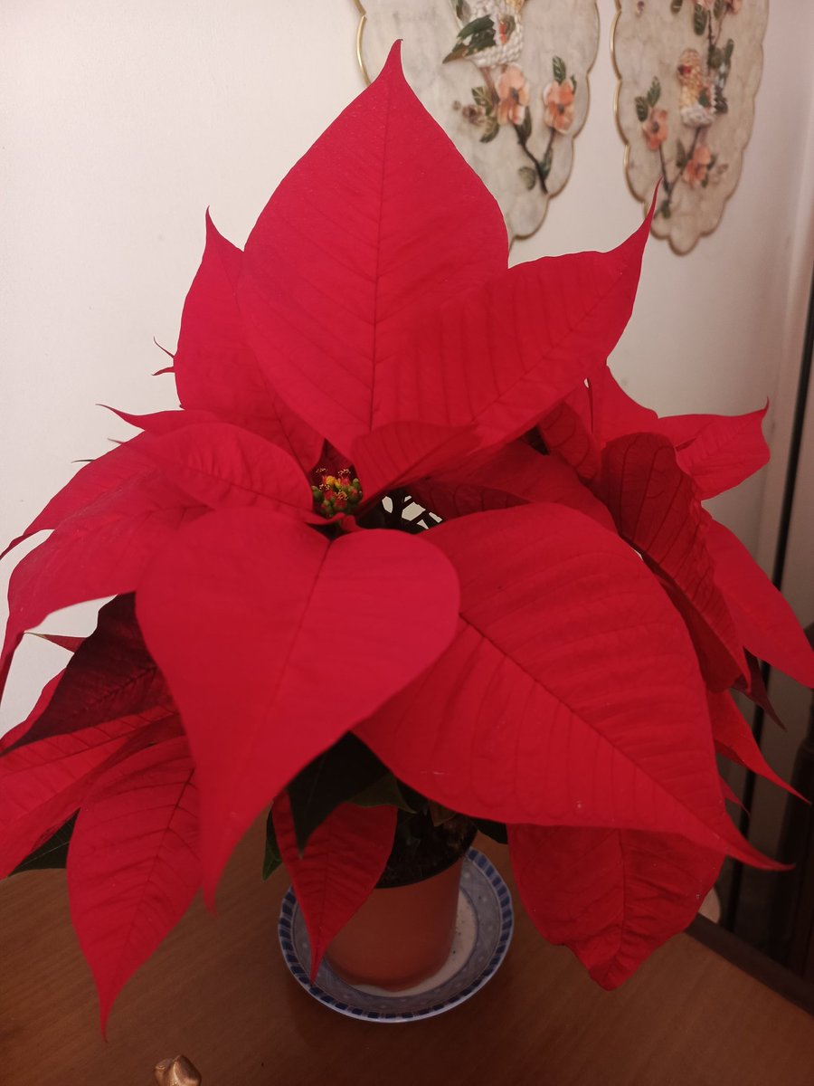 beanbeannie tweet media