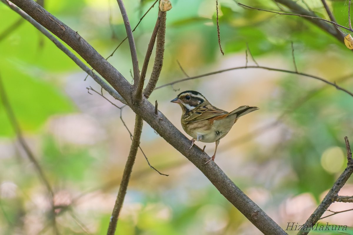 tongtonglover9's tweet image. ＃ホオジロ　＃D750　チョウセンホウジロかも？