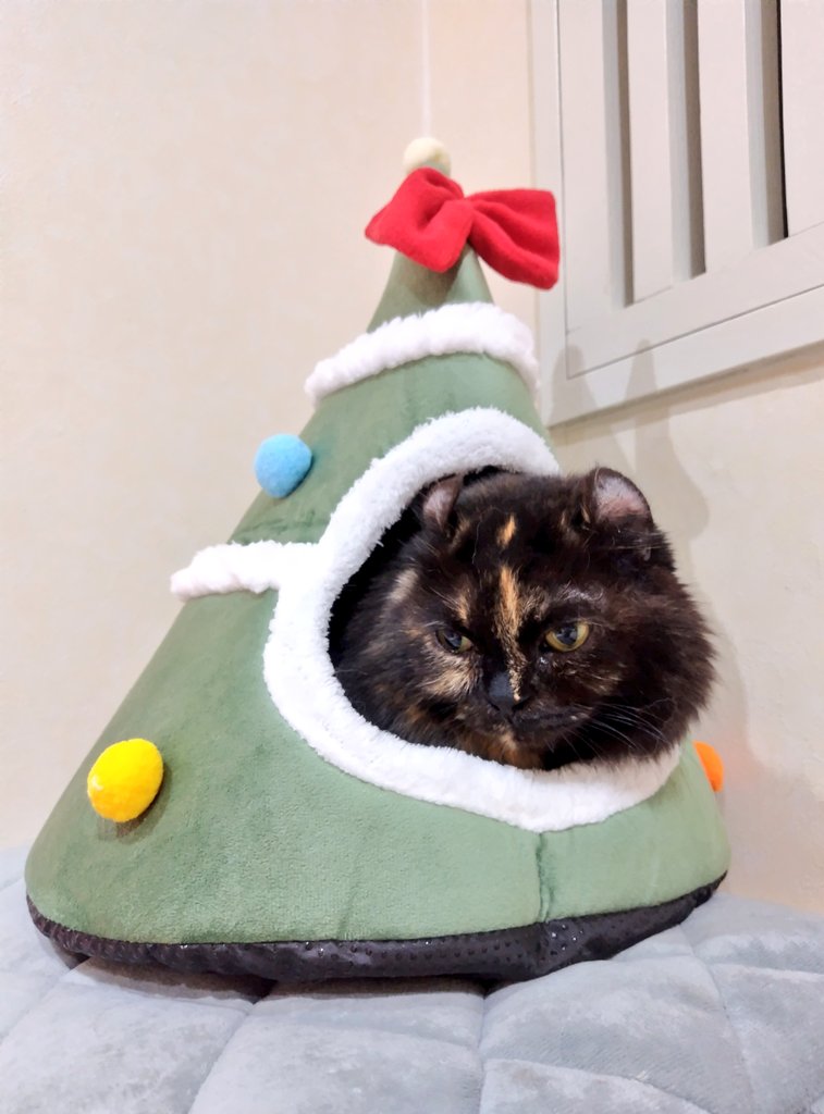 5majalala's tweet photo. 今年のHappy Xmasは仏滅ね…
ゴマぴ🎅 https://t.co/ginqRkRIRN