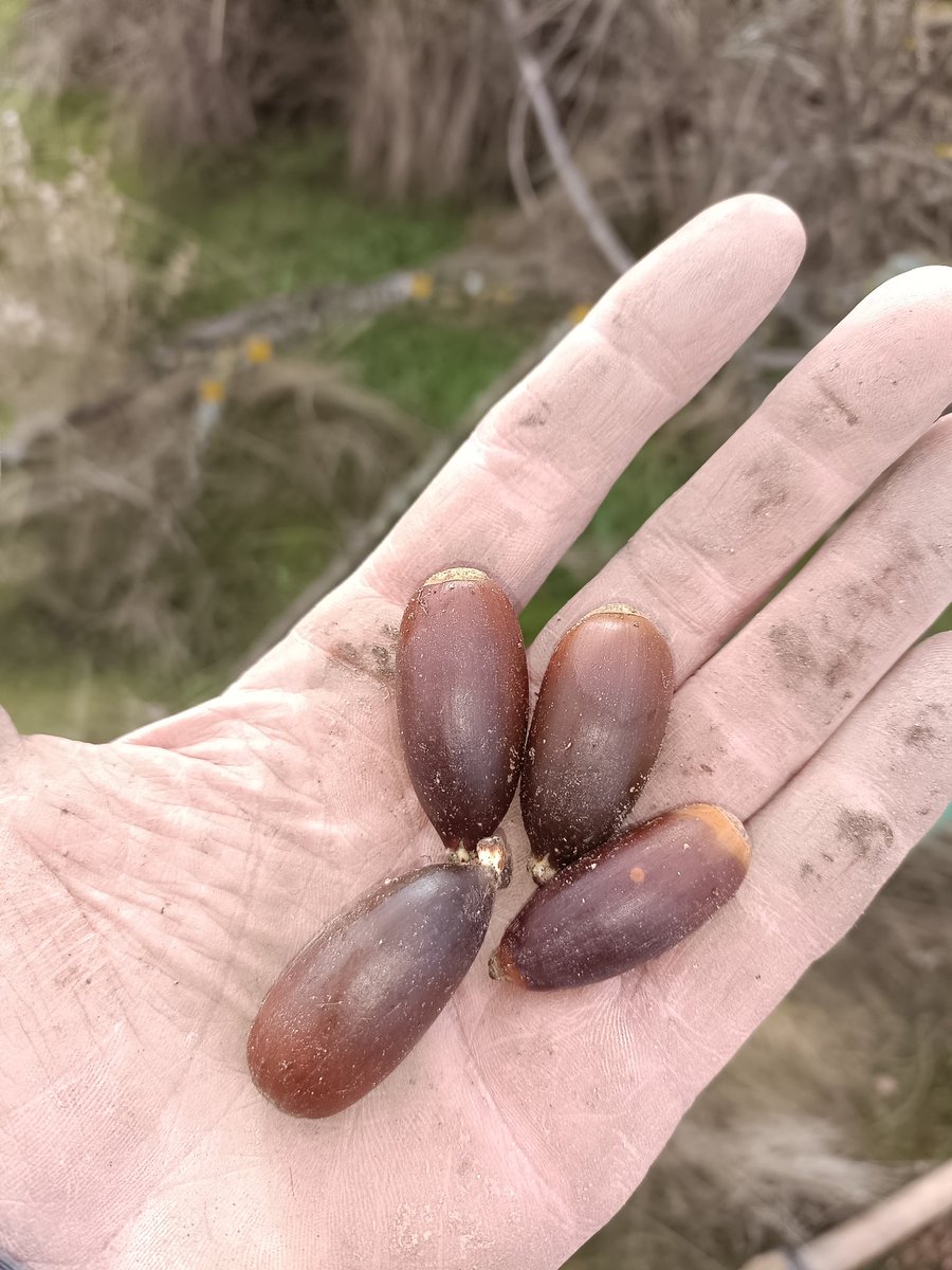 Uno de nuestros compañeros, aprovechando que hoy tenía el día libre, ha estado plantando unas cornicabras que nos quedaron del otro día, 11 en total, en las laderas de escombro del Valchico, ha sembrado un par de bellotas con cada plantón. También ha estado repasando tubos y