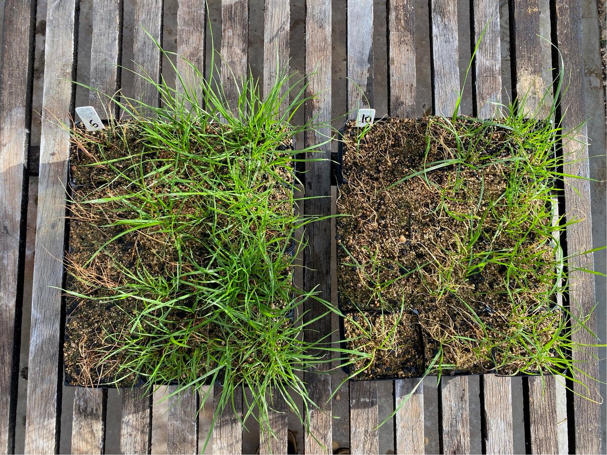 Roberto Busi tweet media