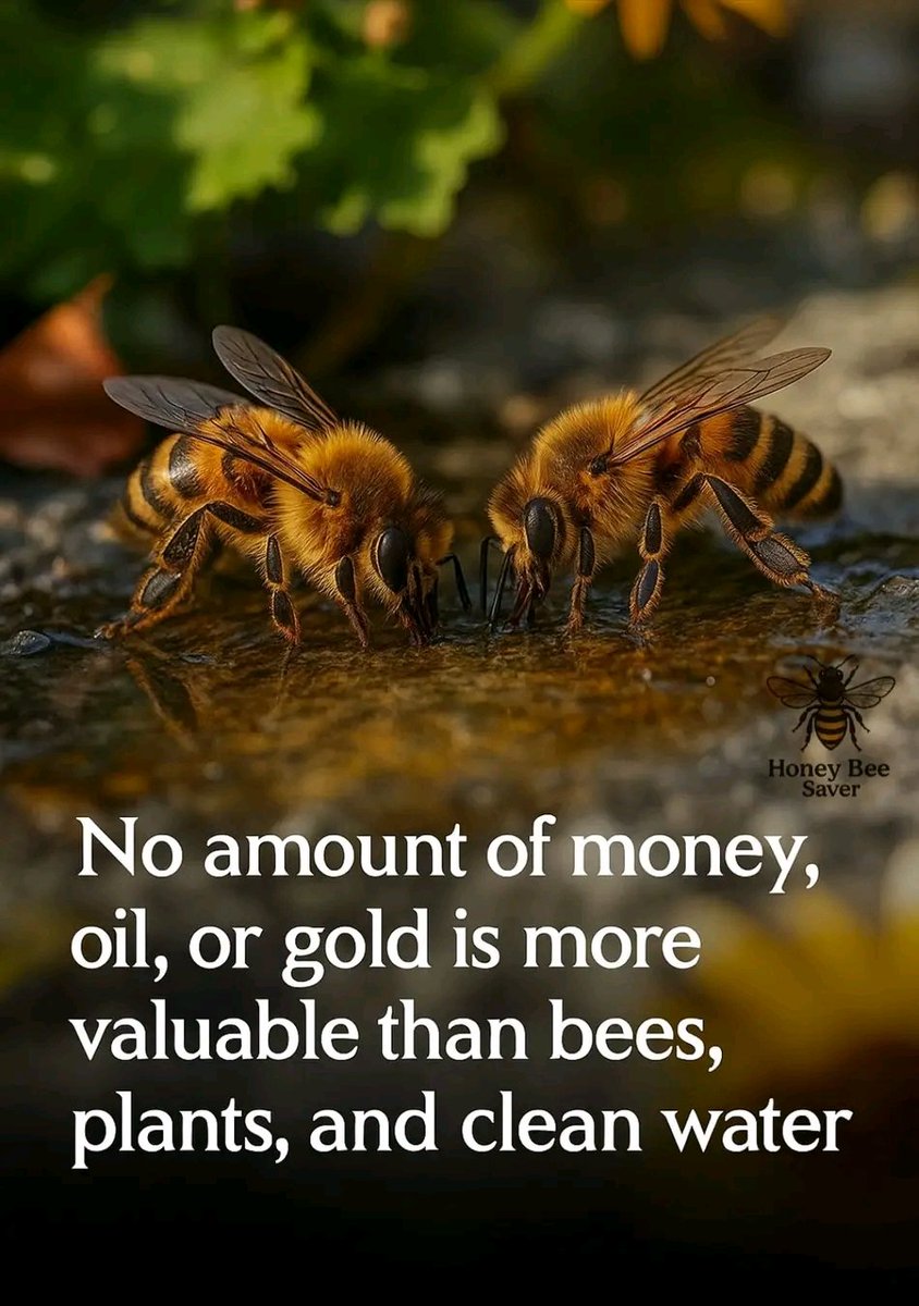 A planet without pollinators,forests, or clean water is a bankrupt economy. No vault of money, oil, or gold can buy back a functioning ecosystem. #NatureBasedSolutions #Sustainability