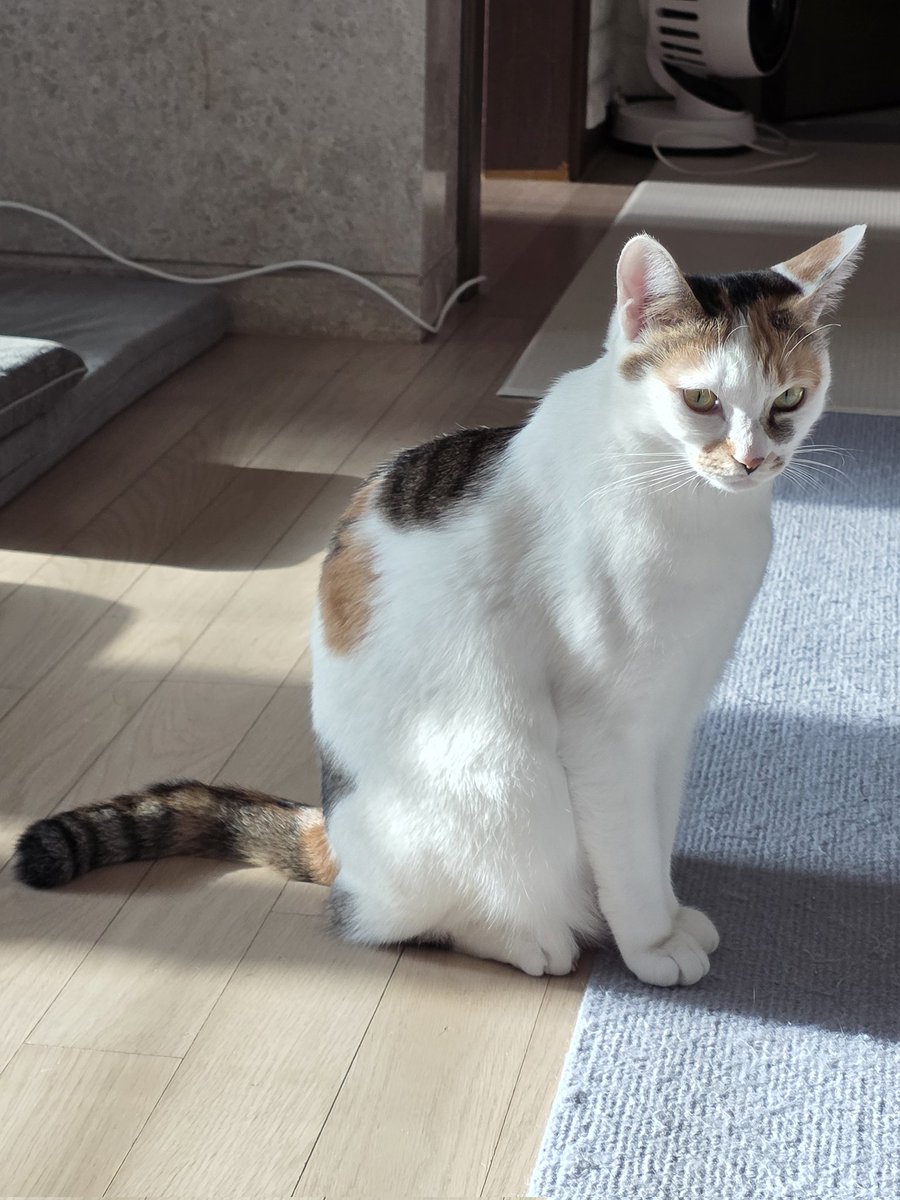 meow_nuri's tweet photo. https://t.co/OgAMFZAfdJ