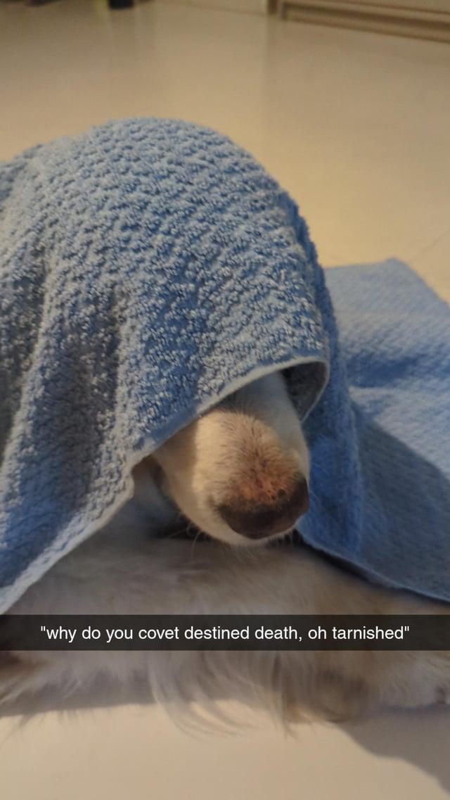 NightreignNews's tweet image. dog says strange things #ELDENRING