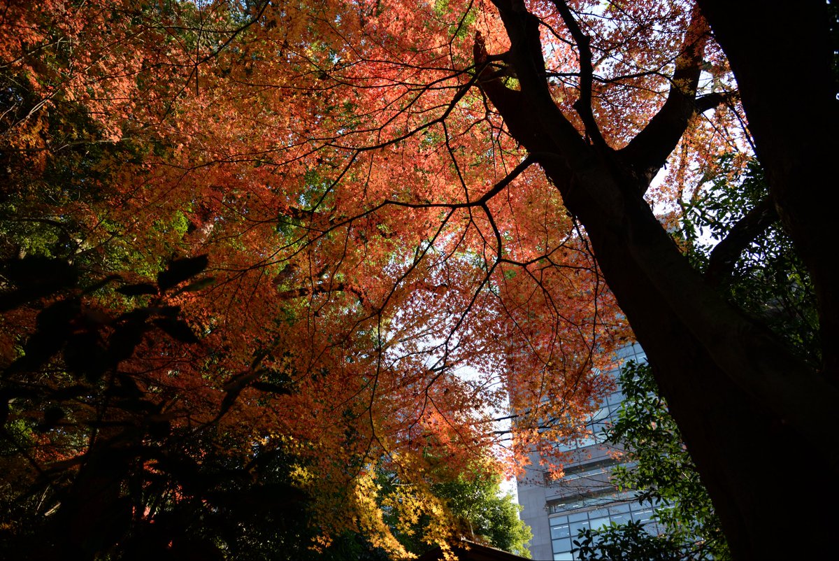 East_Koji's tweet image. 12/17 photo2
#DSLR