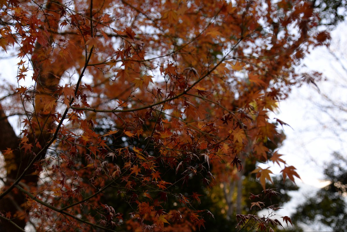 East_Koji's tweet image. 12/17 photo2
#DSLR