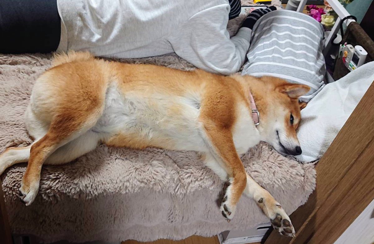 え？撮ってるんですか？言ってくださいよ〜
#柴犬モモコお嬢様🍑