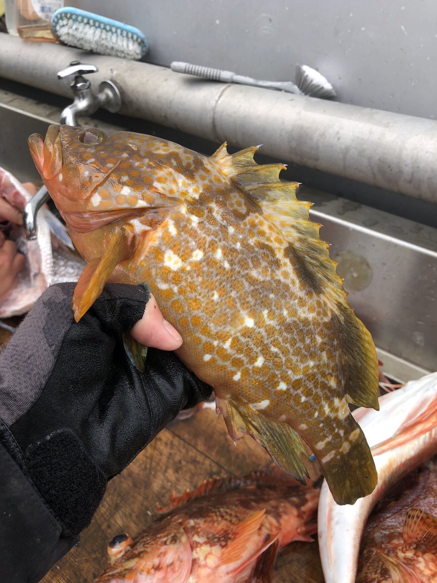 タイラバ　10月29日迄 ﾀｲﾗﾊﾞ