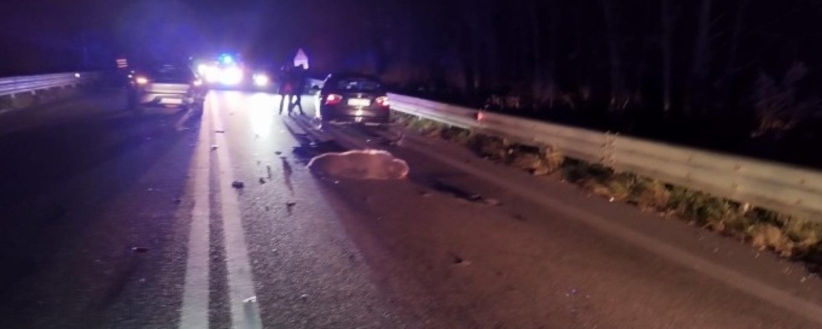 WWFitalia's tweet image. Inaccettabile che gli orsi continuino a morire sulle strade‼️Quello investito in #Abruzzo è il quarto marsicano morto nel 2025. 

Ogni #orso perso è un pezzo di #futuro cancellato per  la sottospecie unica al mondo 

Serve una strategia comune efficace 
👉wwf.it/pandanews/anim…