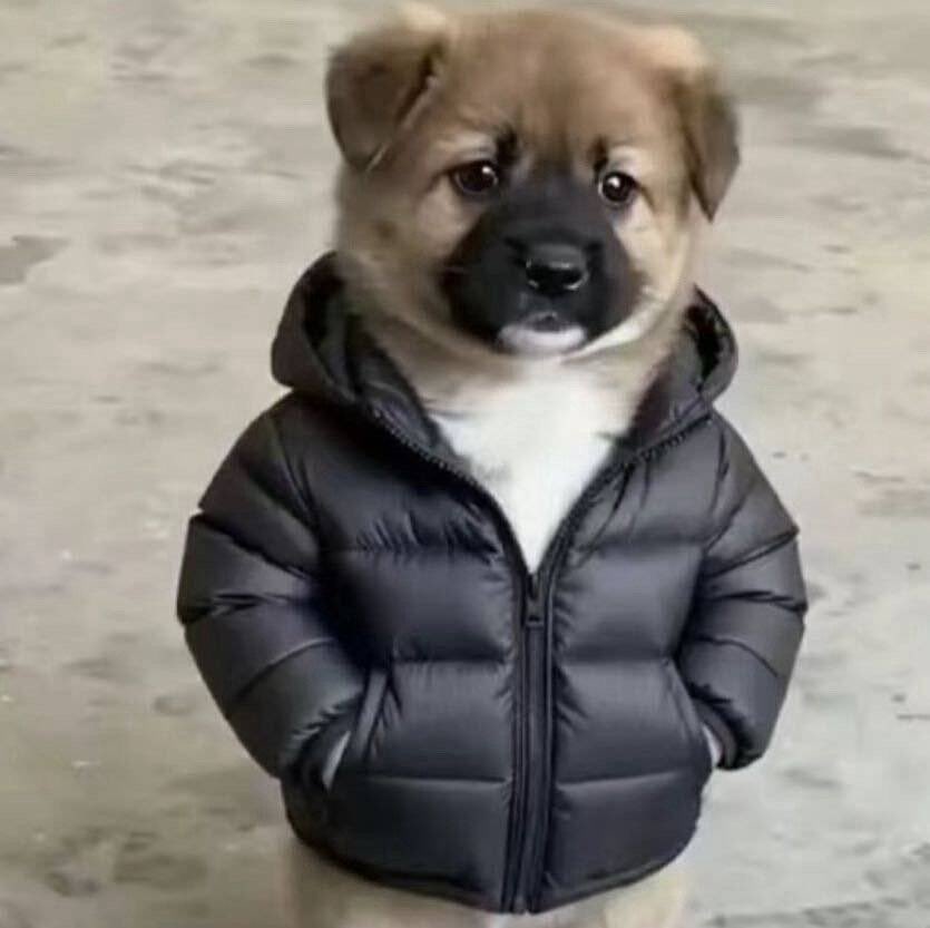 Raida⛩️ tweet media