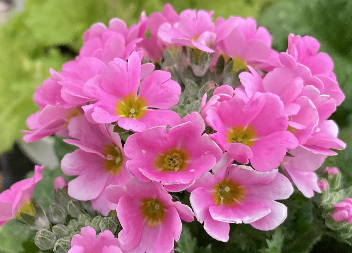 ryuryu.❌No DMs please🐯🍥🍚😋🎹🎸 fx 📸🐠🎣🌼🍺… tweet media