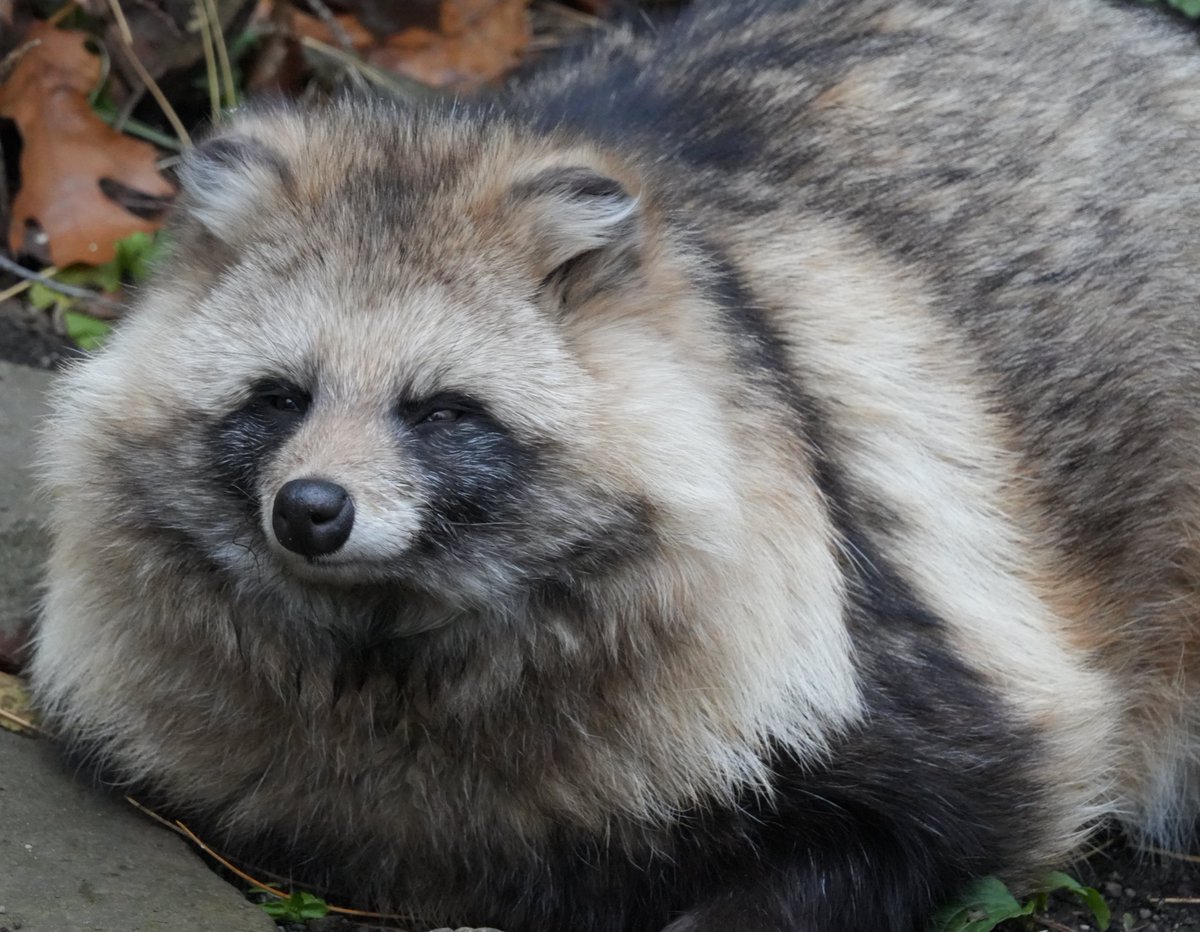 タヌキ愛好家の七倉💉💉💉💉💉/喪中 (@weisse_flugels) / Posts / X