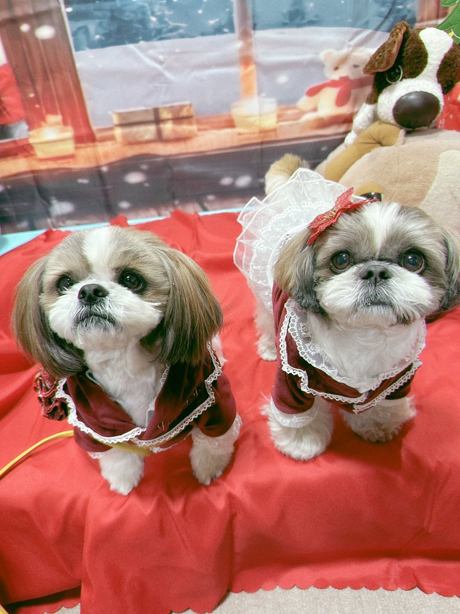 ☆受付☆シーズー chris4989 (@chris49891) / Posts / X