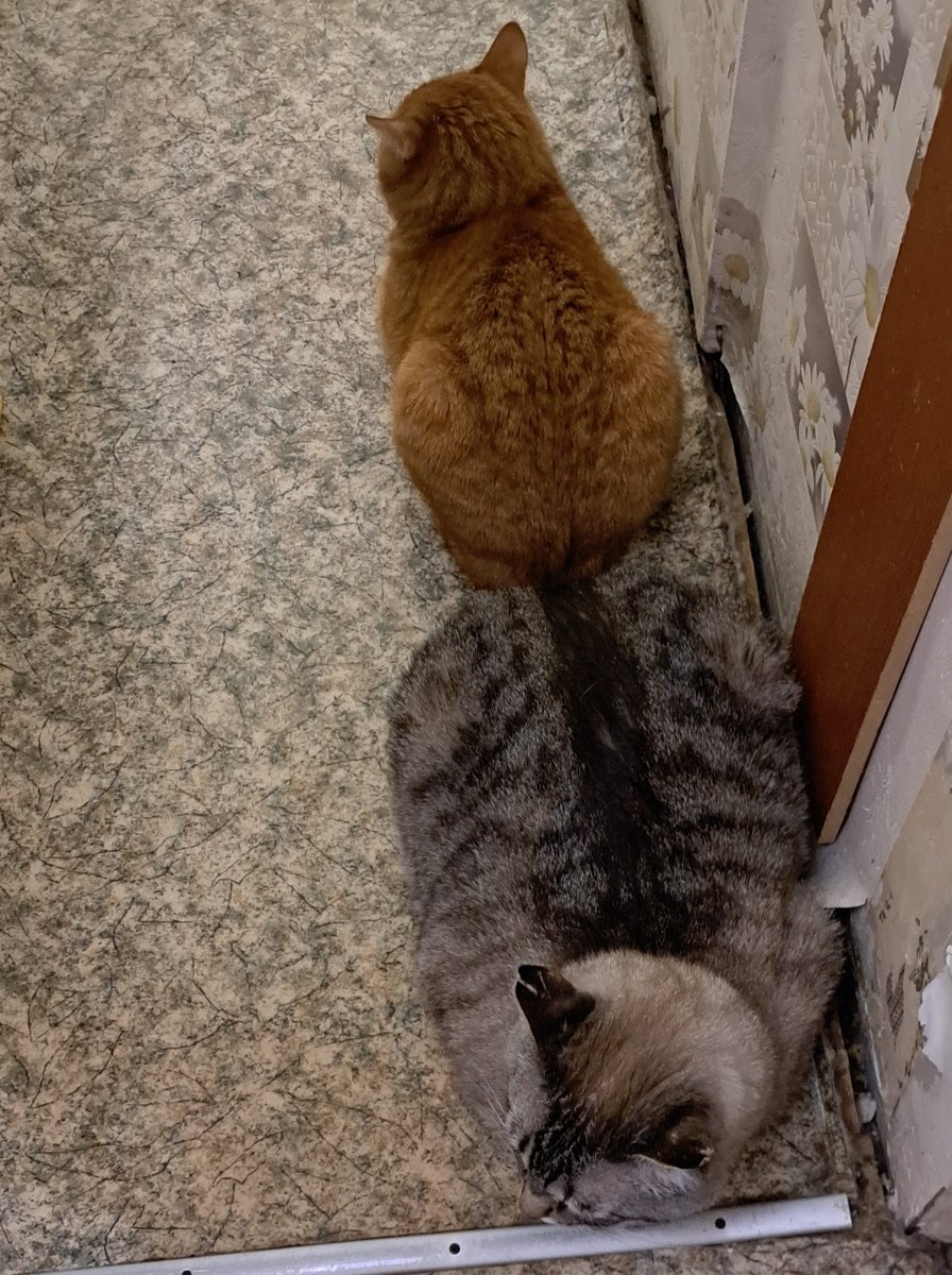 Милоты Вам в ленту