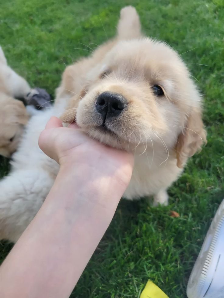 puppiesDoglover's tweet image. 