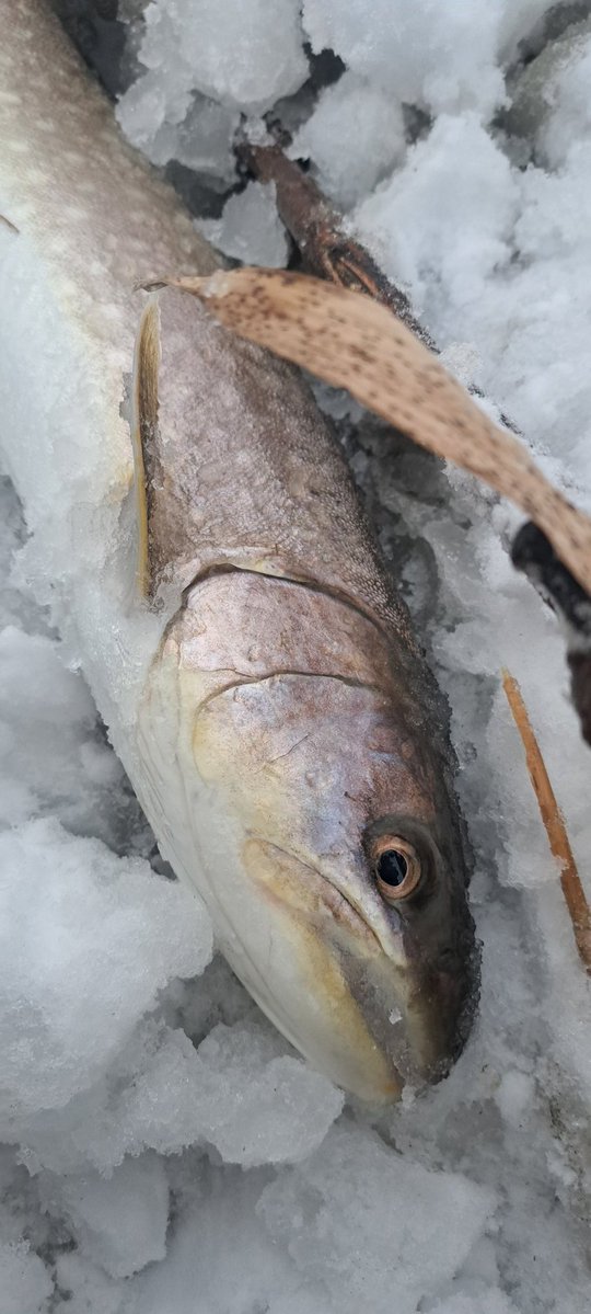 viphage's tweet image. 外来種を掻き分けて漸く魚の当たり🎯⁉️いいサイズのアメマスだわ⁉️#シマノ#ボーダレス#渓流釣り#本流延べ竿釣り#北海道#アメマス#暖気