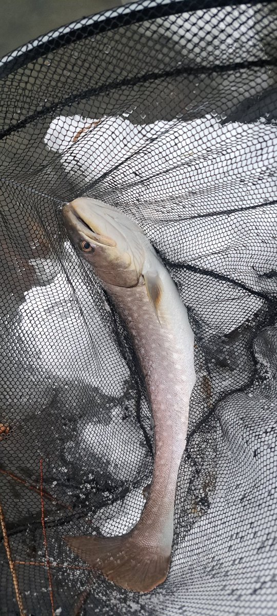 viphage's tweet image. 外来種を掻き分けて漸く魚の当たり🎯⁉️いいサイズのアメマスだわ⁉️#シマノ#ボーダレス#渓流釣り#本流延べ竿釣り#北海道#アメマス#暖気