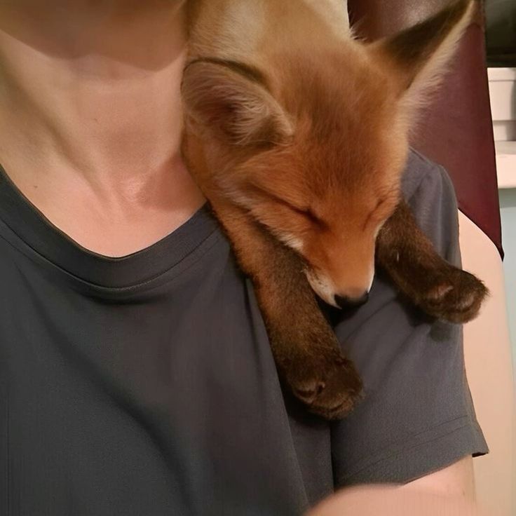 rainbow_osha's tweet image. csn with his fox shifter jwy