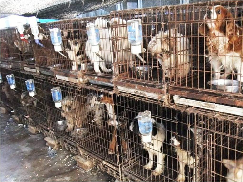 繁殖場で産まれた犬達は
ペットオークションというところに連れてかれて、そこでセリが始まる。
ペットショップのバイヤー達がこぞって買い付けにくる。
安ければ1-2万、だいたい3-4万くらいで
仕入れた子を、30-50万とかで販売。

これが令和の今の時代、ペット産業で行われている。