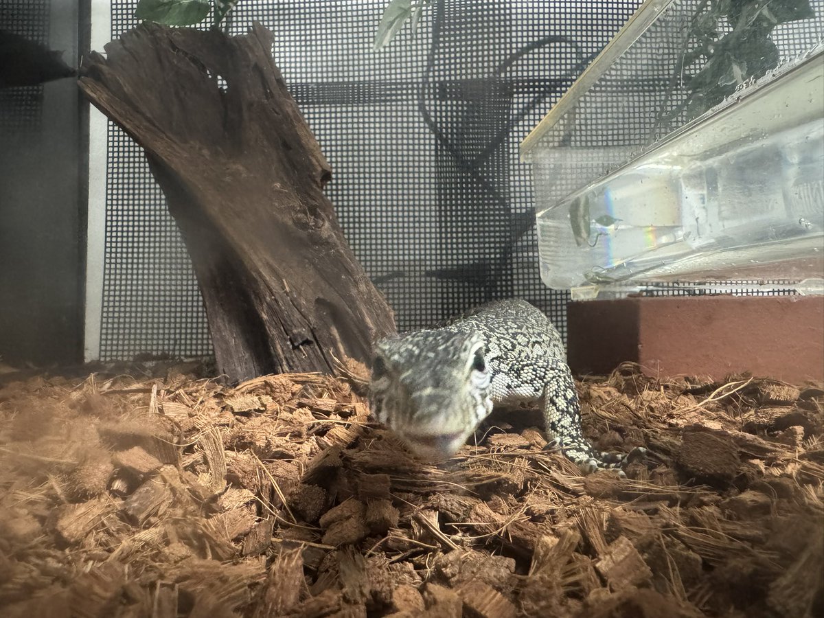 Rep_Chan_'s tweet image. 寄りナイル