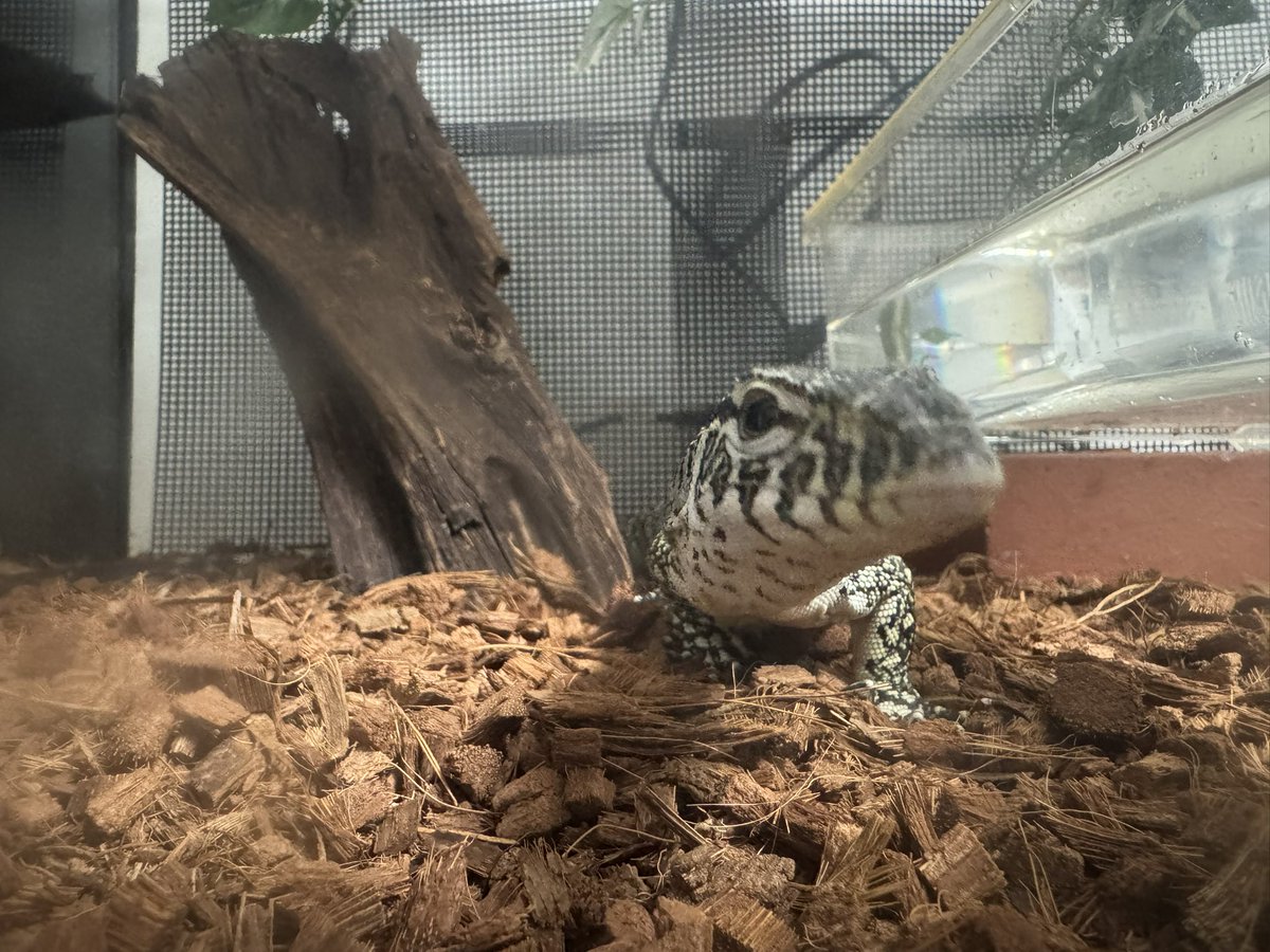 Rep_Chan_'s tweet image. 寄りナイル