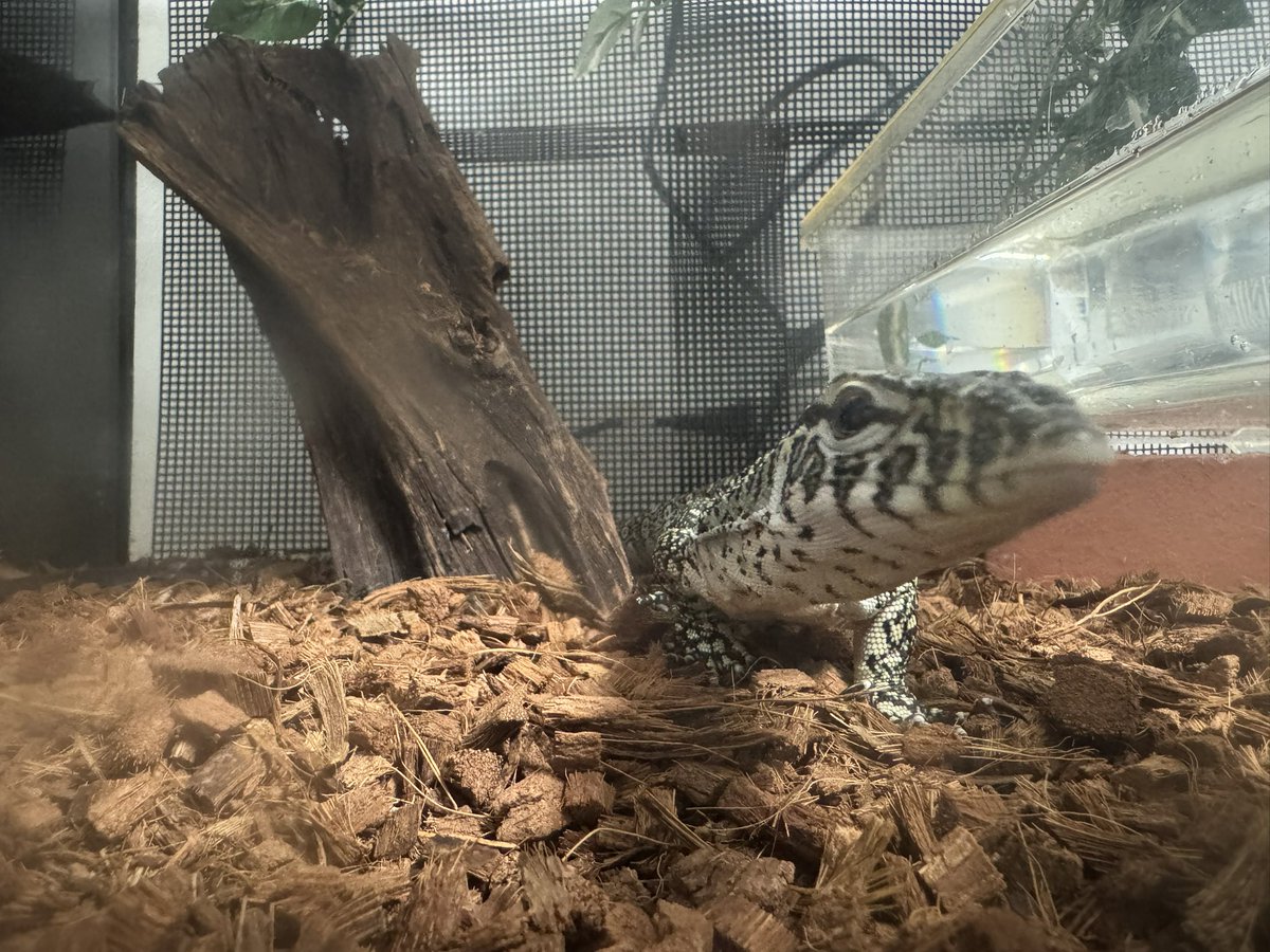 Rep_Chan_'s tweet image. 寄りナイル