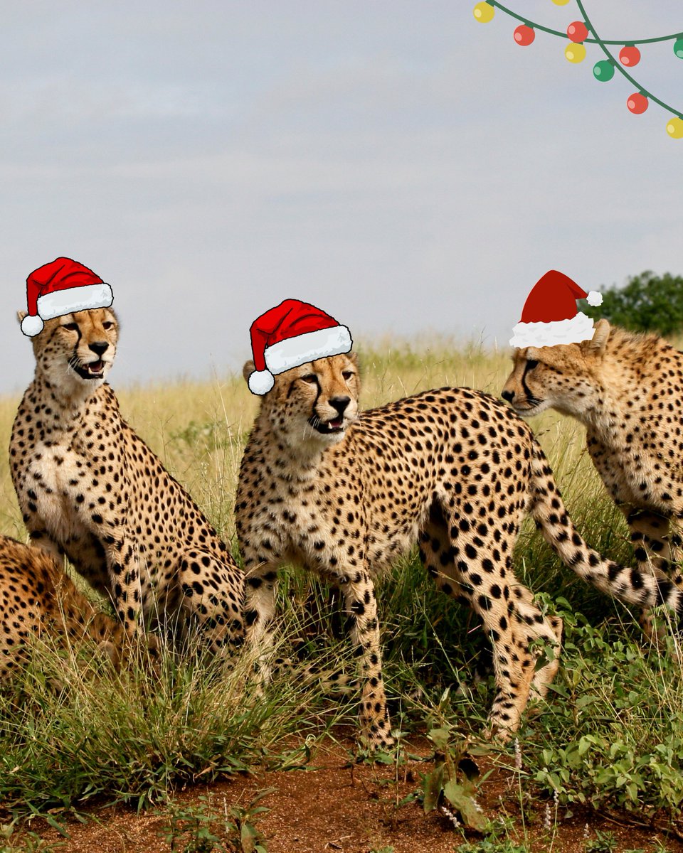 Wishing you a Merry Christmas from all of us at CCF UK 🎄🐾🐆✨

 #cheetahsinthewild #savethecheetah #cheetahconservationfund