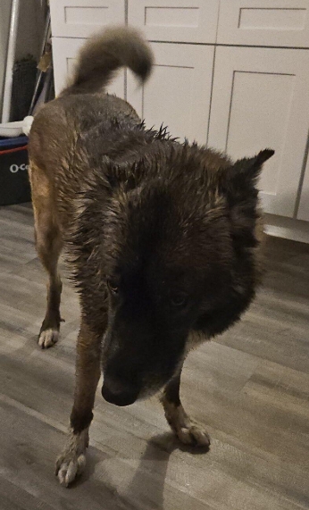 _DOGPOOL_'s tweet image. I got a call from another rescue about a dog that was TBK this morning.  This is Max.  Until last Wednesday he was a family dog.  In July he alerted his dad that their home was on fire.  Arguably saved the family.

The damage to their home was extensive and they were forced to…