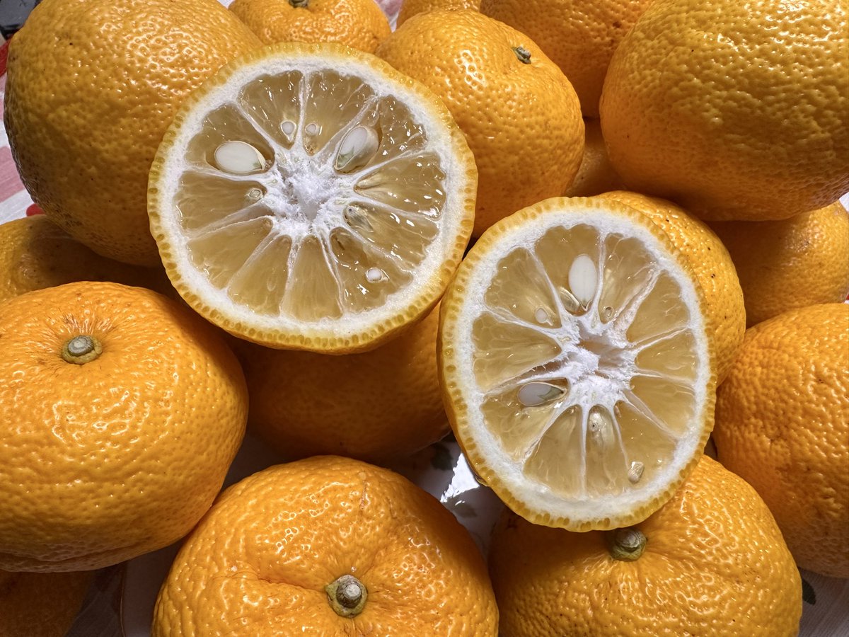 ゆずも【公式】 (@yuzumotegi) / Posts / X