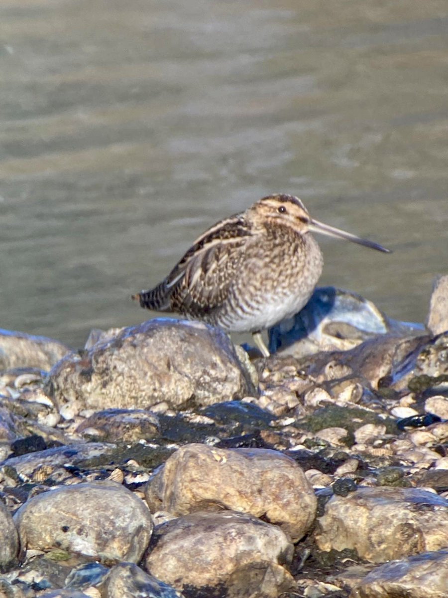 Pensthorpe's tweet photo. Wildlife highlights over the past week:
๐ฆ Barn Owl
๐ฆฆ Otter
๐ชถ Snipe (๐ท)
๐ฆ Goldeneye displaying
๐ชถ 50+ Linnet
#PensthorpeSightings #DiscoverWildlife
๐ท Guide in the Hide, Nick https://t.co/j7phX6u7rK