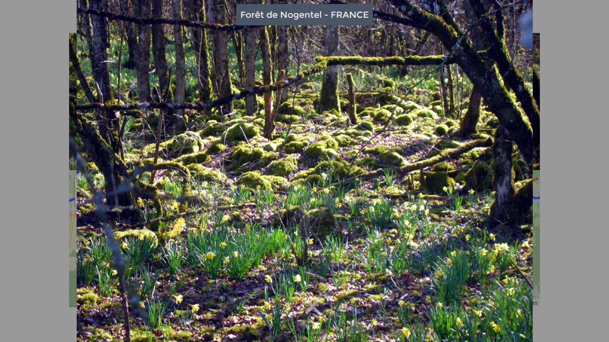 DomWolves's tweet image. 📍 Forêt de Nogentel – France 104 km
La forêt est dense, entrecoupée de clairières inattendues.
➕ 1 point de karma.
🎒 Une pointe de baïonnette rejoint l’inventaire.
#tbw @The_B_Walk