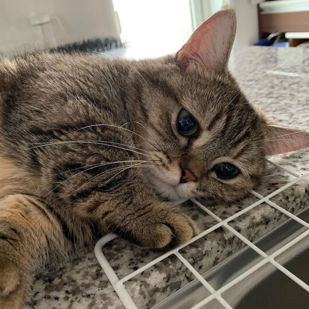 TheCatsX's tweet image. Overthinking