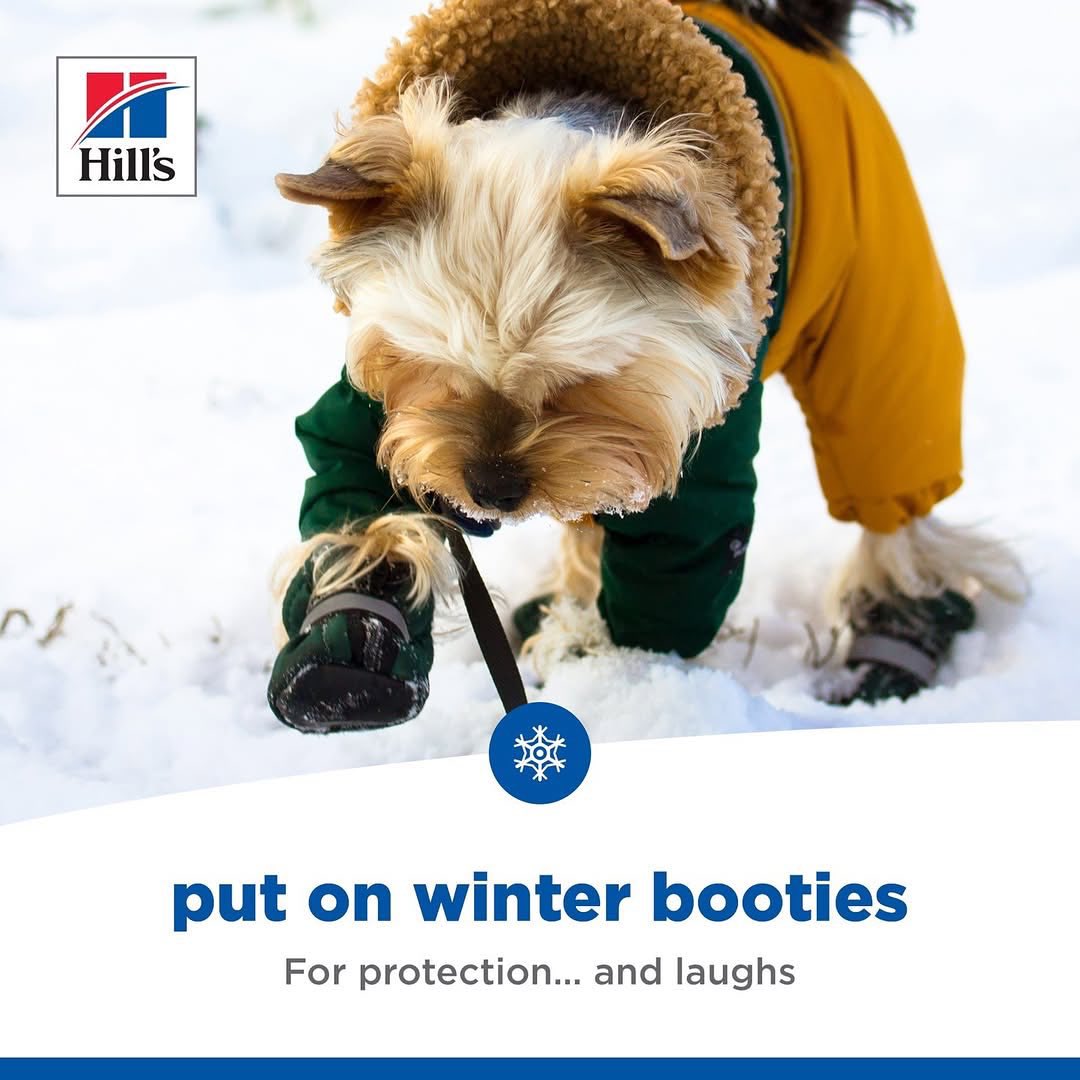 Time to winterize your furry friend’s paws! 🐾❄️

1. Trim the nails and excess fur 🐾
2. Use paw moisturizer to protect them from dryness and cracking
3. Put on winter booties for protection... so they feel comfy while you both have fun together! 🧣🐶