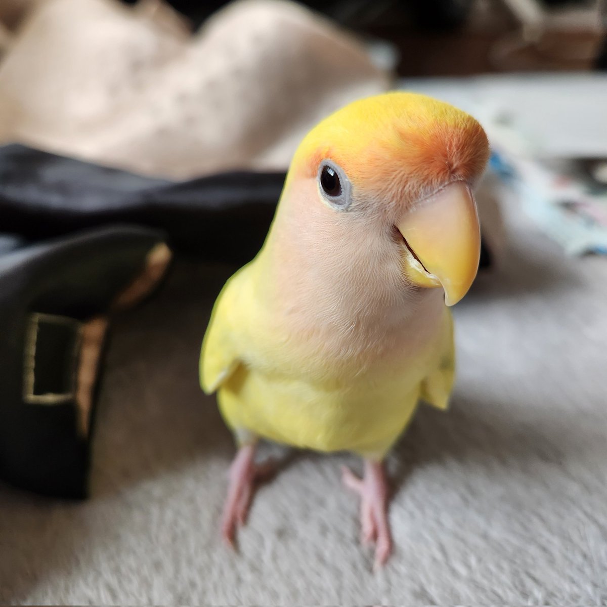 コザクラインコ　リクエストページ 今日のぴーちゃん🐥 いろんなポーズ😊 たくさん遊んだね😆 また明日ね