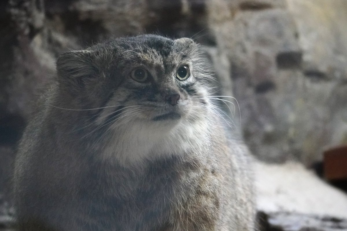 上野のマヌルネコたんもっふもふ🥰 21-Dec-25 ＃マヌルネコ #恩賜上野