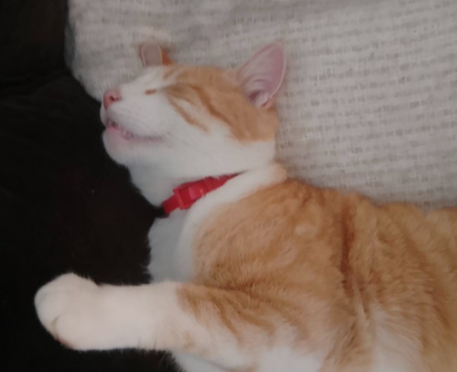 MissingTarn81's tweet photo. 22.12.25 Perdu chat roux/blanc à Lavaur (vers rte de Gaillac). "Tartinou". Contact : https://t.co/FGyxcpnsRj #Tarn https://t.co/j24mqAjCdl