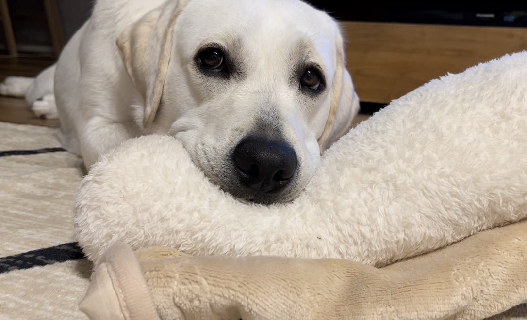 ラブラドールページ Labrador Retriever/ラブラドールレトリーバー 別注 カレッジロゴ刺繍