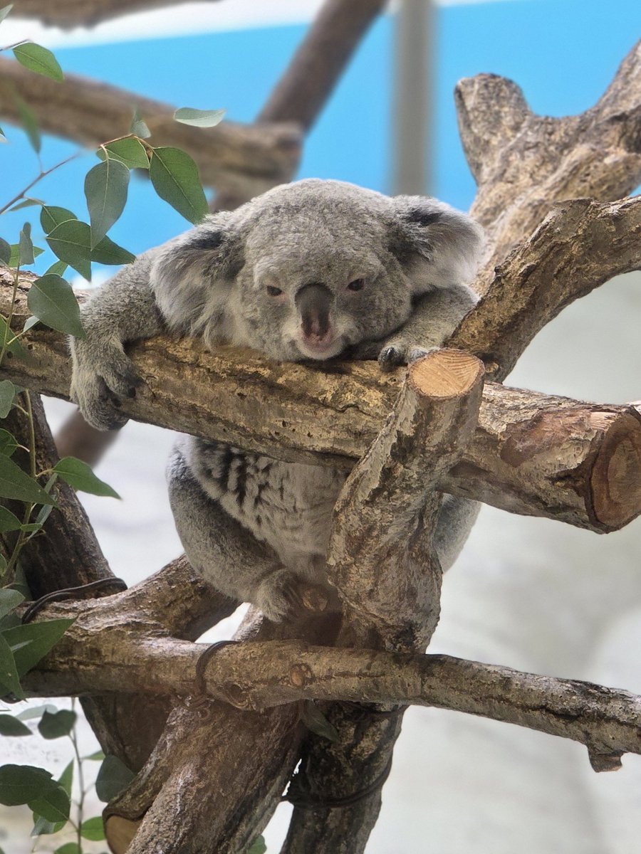 コアラ maxresdefault.jpg