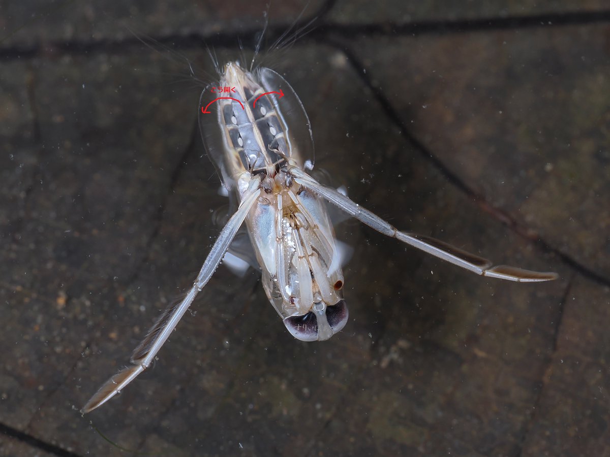 #新種新記録再発見とかじゃない今年撮った水昆を貼る
オオコマツモムシ
腹部の高密度の長毛が膜状の構造になっててそれがパカっと開いて表面張力をこじ開ける所を目撃(語彙力◎)
普段は折りたたまれて腹部に密着してるのだが水中でのガス交換にも一役買ってたりそうでもなかったりするのかもしれない