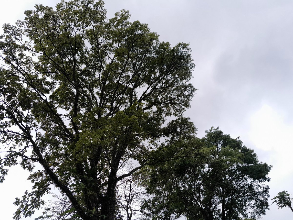 misrosete's tweet image. 🌳