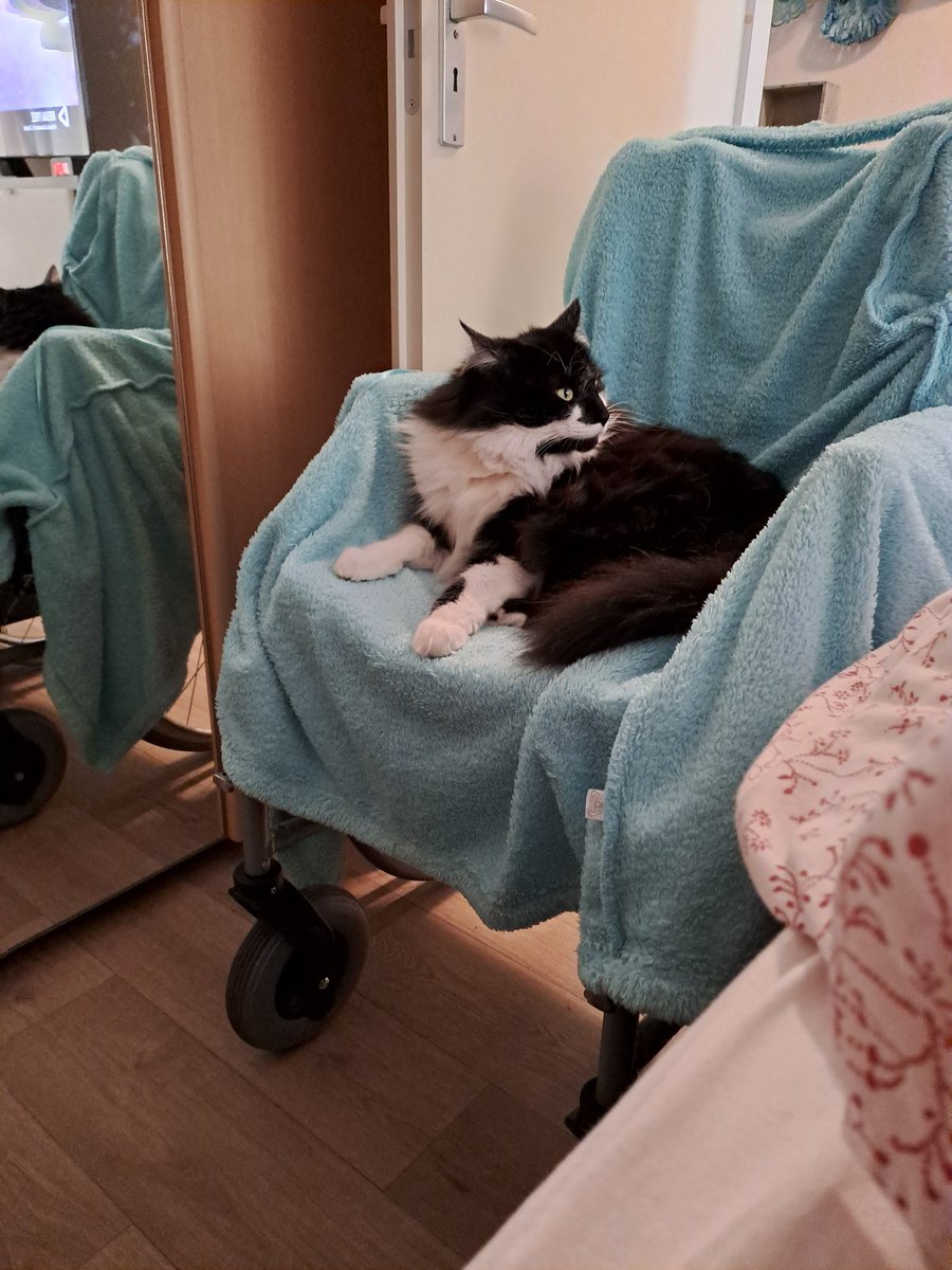 #Wybert vrouwmens kan niet uit bed, lig  in haar rolstoel. Baasmens zei dat ikke op haar moest letten, dus ja miauwie.....