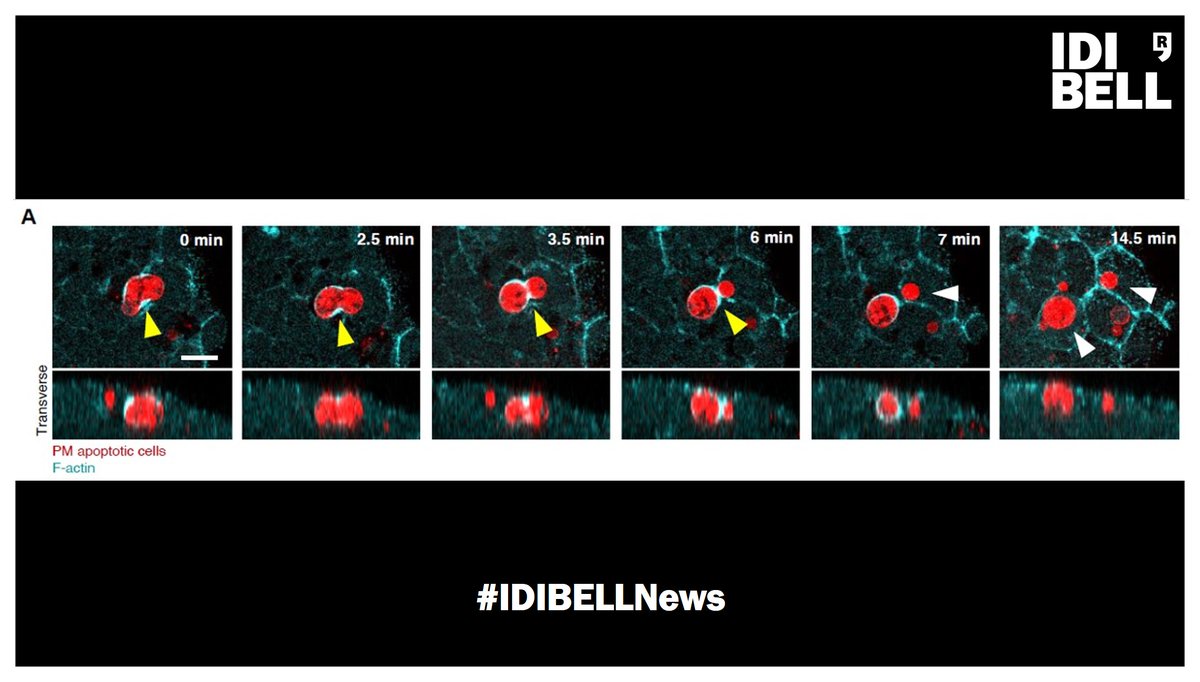 IDIBELL tweet media