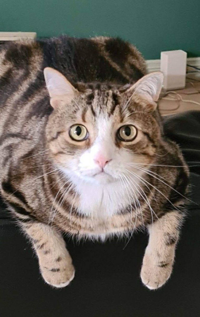 Misc. A Tiny Tale ✨ OUT NOW ON STEAM & SWITCH! tweet media