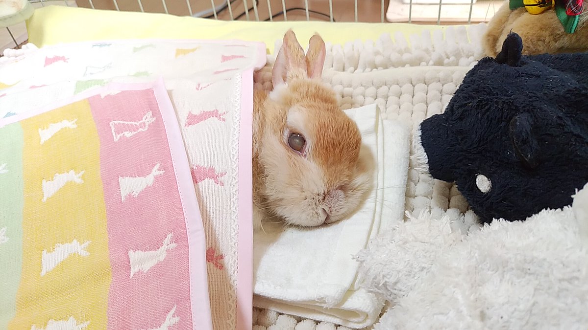 チビ太のママ様⋆͛*͛ ͙͛✧☽⋆゜オーダー品⋆͛*͛ ͙͛⋆͛ᐝ·̩͙ 🐰ねぇ見て見て～このお布団とっても可愛いの💞 @piccolocibiチビ太