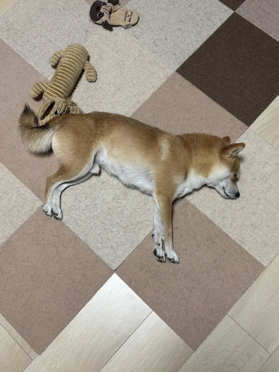 綺麗に落ちてる🐕